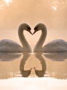 Two Swans wallpaper 132x176