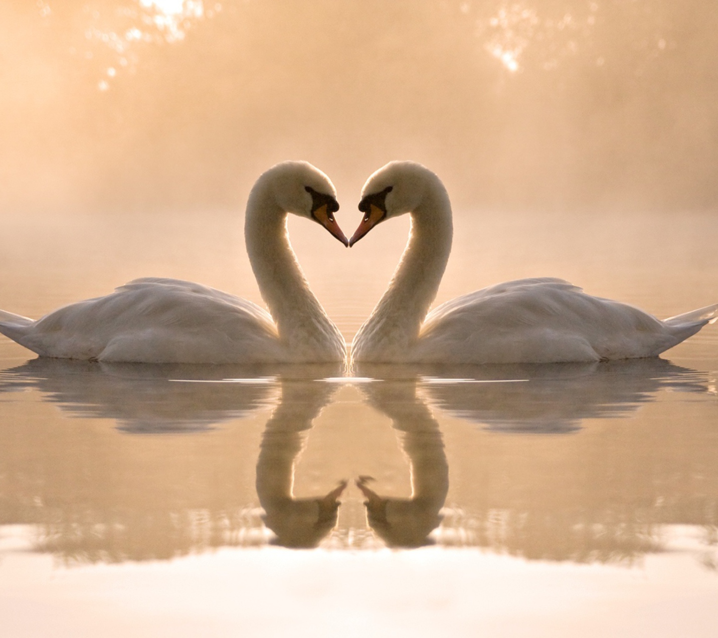 Two Swans wallpaper 1440x1280