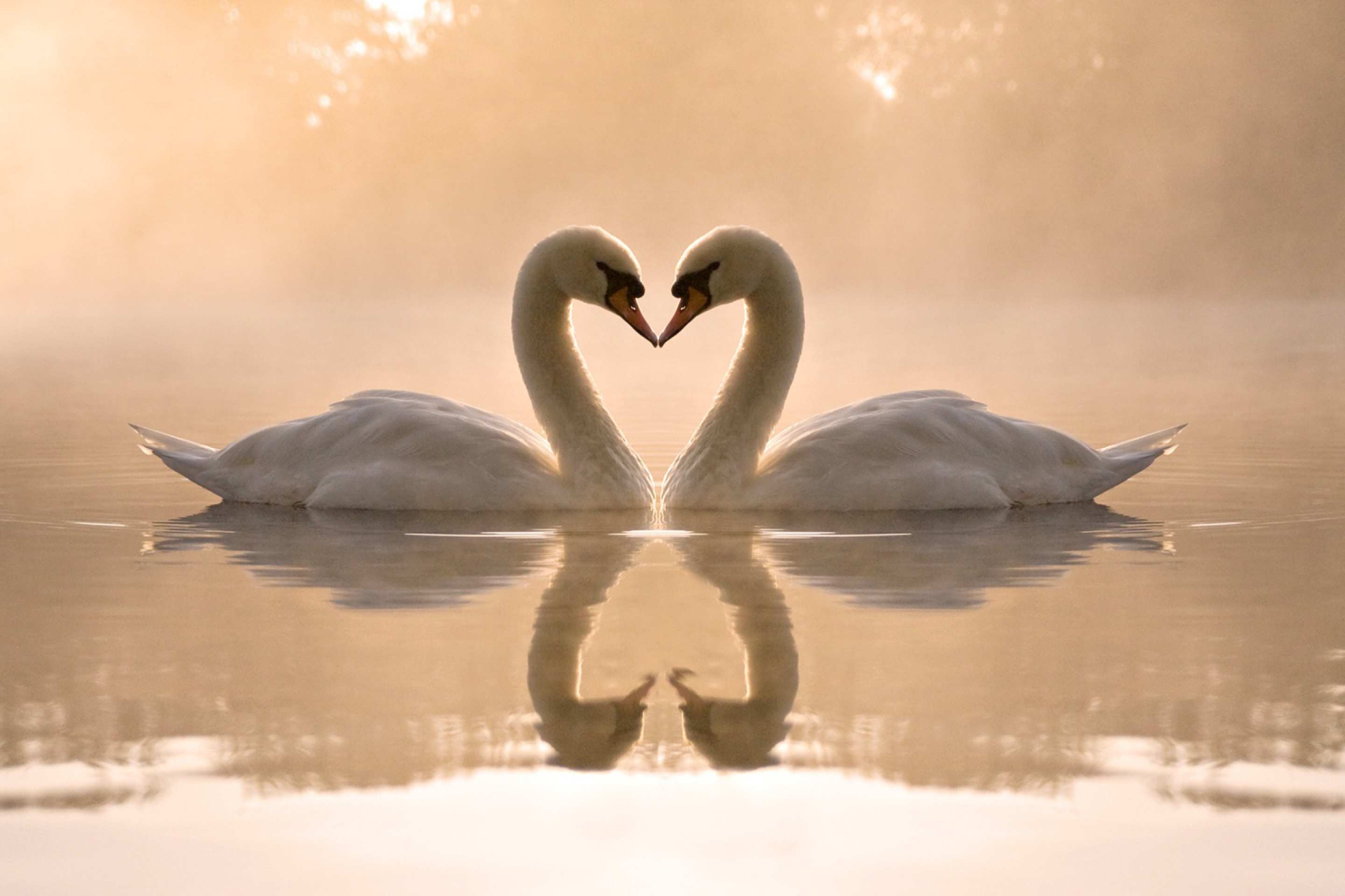 Обои Two Swans 2880x1920