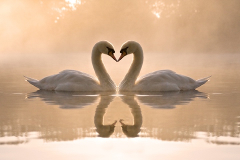 Two Swans wallpaper 480x320