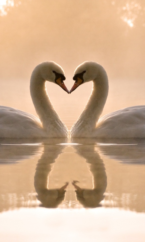 Two Swans wallpaper 480x800