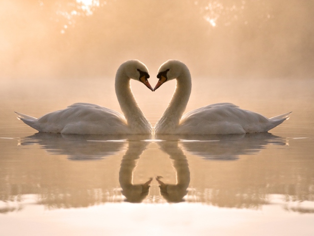 Two Swans wallpaper 640x480