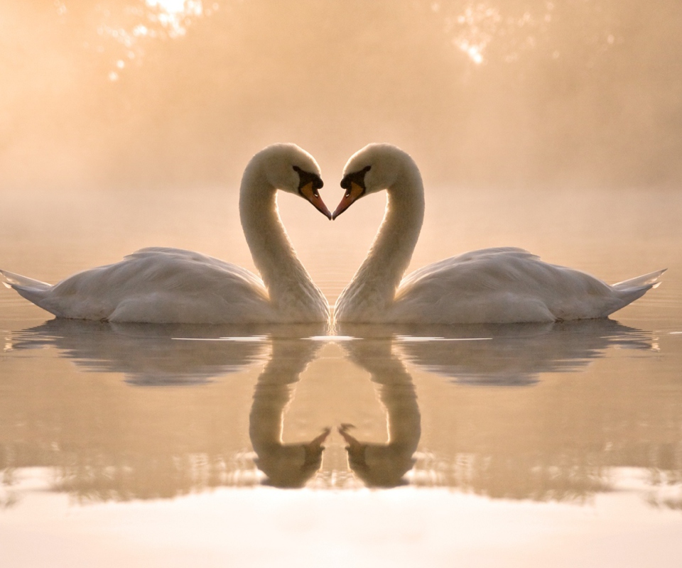 Two Swans wallpaper 960x800