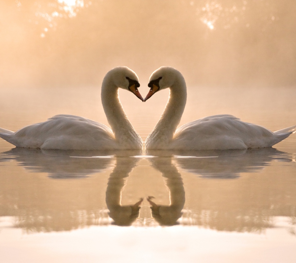 Two Swans wallpaper 960x854
