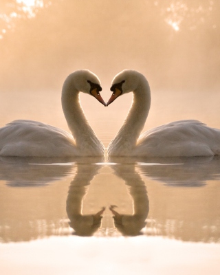 Two Swans - Obrázkek zdarma pro 132x176