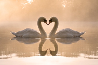 Two Swans Wallpaper for Android, iPhone and iPad