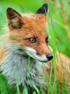 Das Fox Wallpaper 240x320