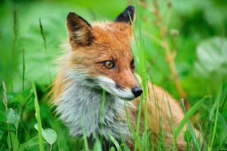 Kostenloses Fox Wallpaper für Android, iPhone und iPad