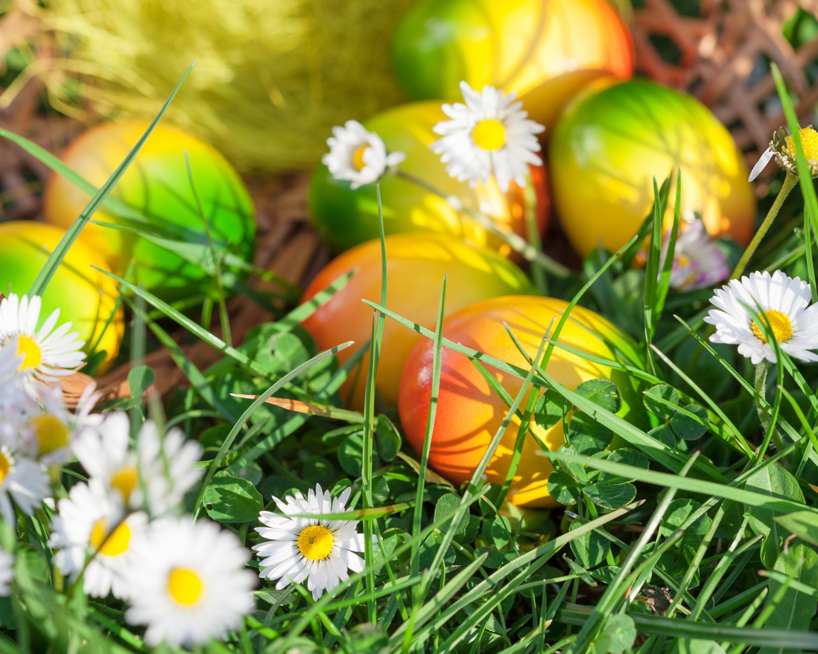 Обои Chamomile and colored eggs 1600x1280