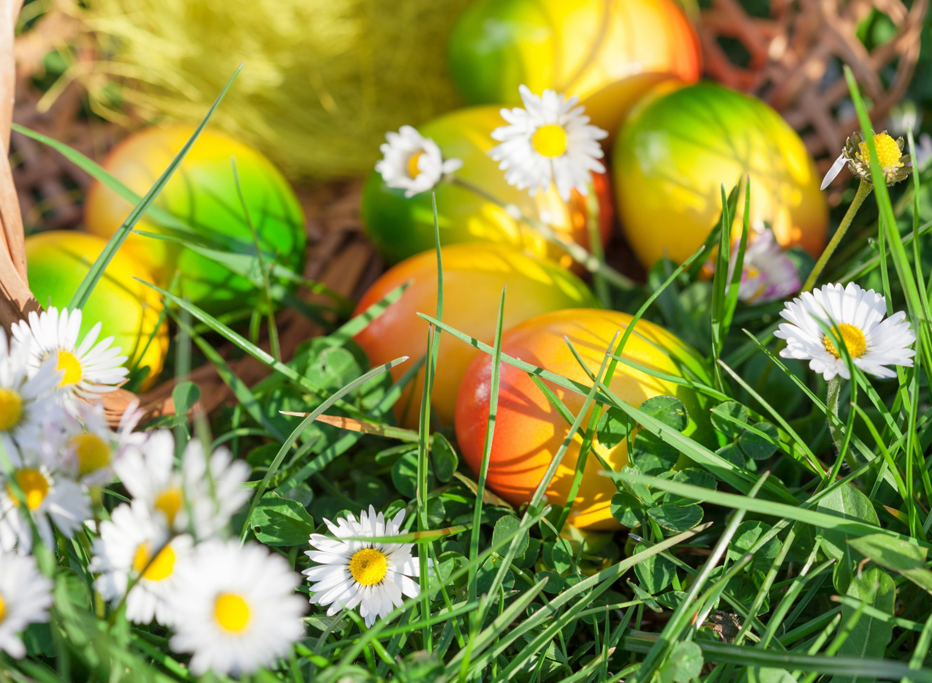 Обои Chamomile and colored eggs 1920x1408