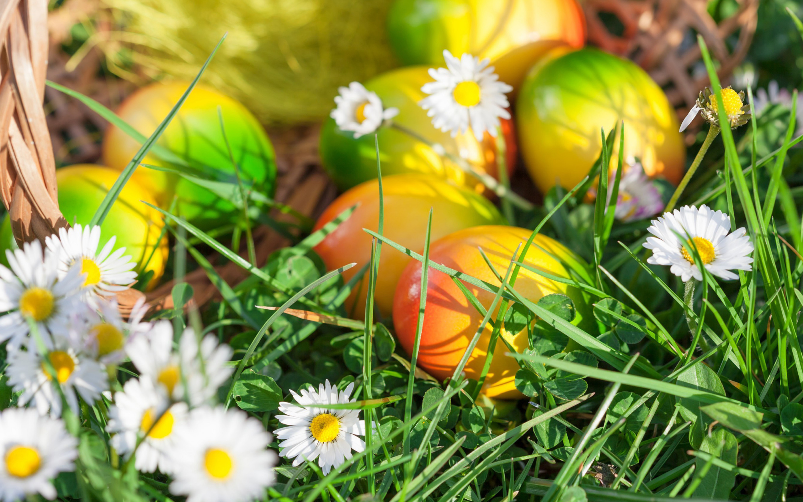 Sfondi Chamomile and colored eggs 2560x1600