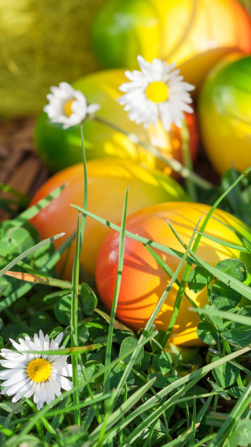 Chamomile and colored eggs wallpaper 360x640