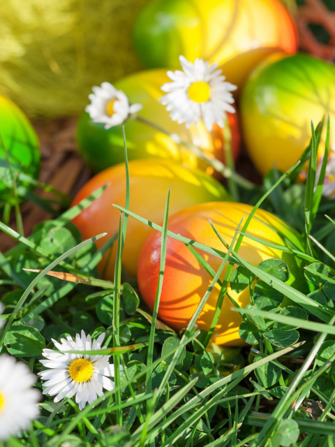 Sfondi Chamomile and colored eggs 480x640