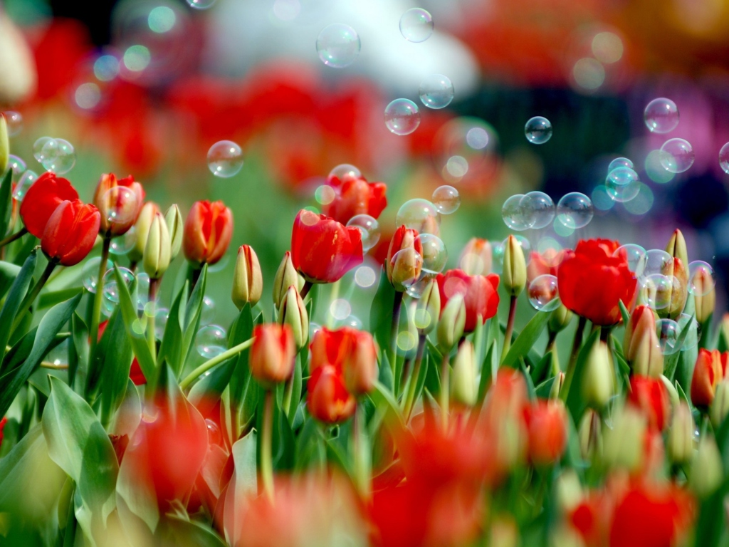 Fondo de pantalla Tulips And Bubbles 1024x768