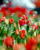 Tulips And Bubbles wallpaper 128x160