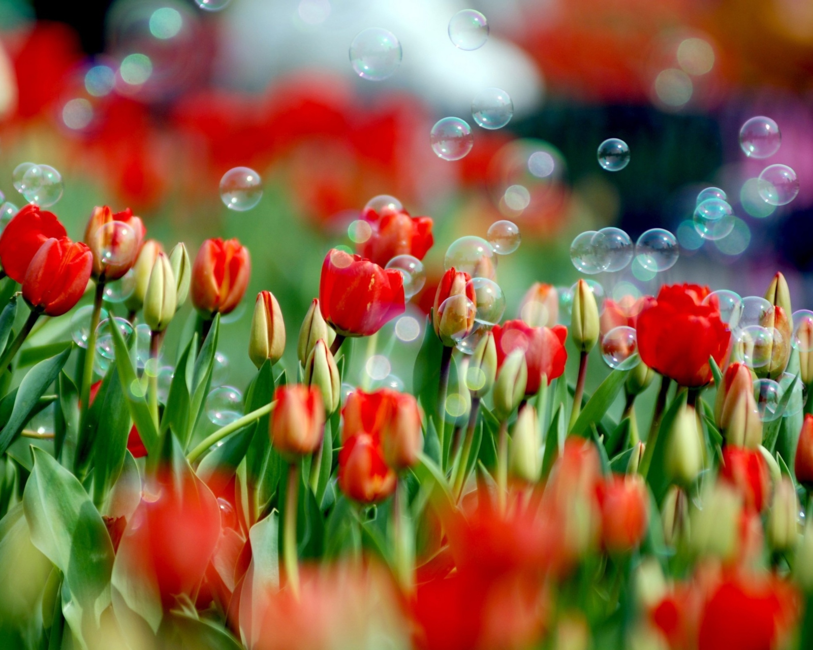 Tulips And Bubbles wallpaper 1600x1280