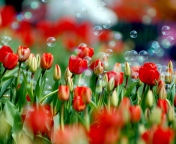 Tulips And Bubbles screenshot #1 176x144