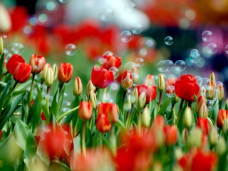 Das Tulips And Bubbles Wallpaper 320x240