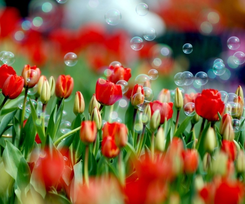Screenshot №1 pro téma Tulips And Bubbles 480x400