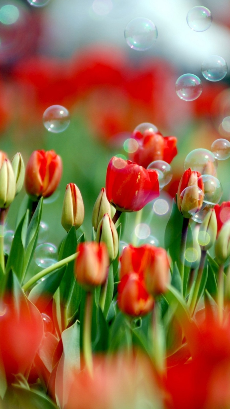 Tulips And Bubbles wallpaper 750x1334