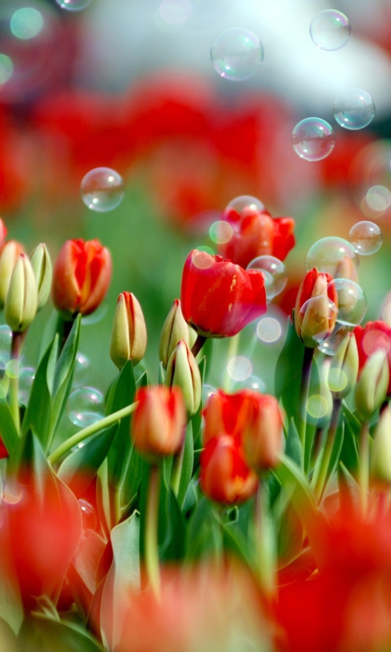 Обои Tulips And Bubbles 768x1280