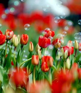 Tulips And Bubbles sfondi gratuiti per Nokia Lumia 928
