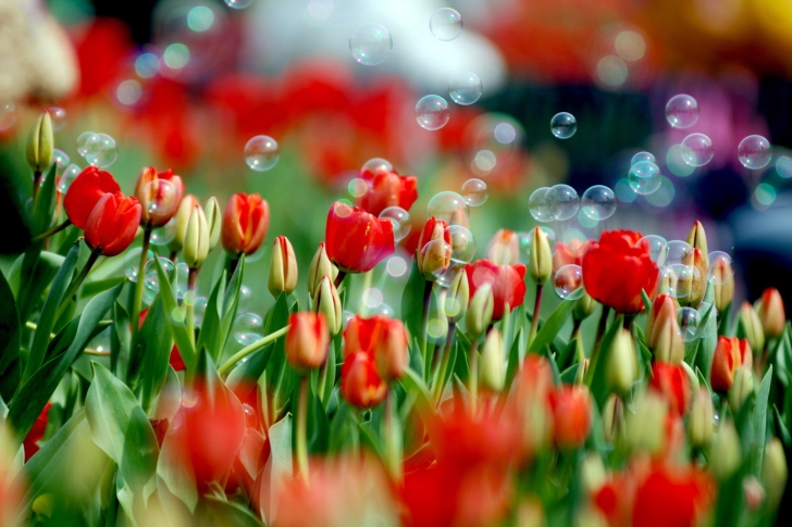 Tulips And Bubbles wallpaper
