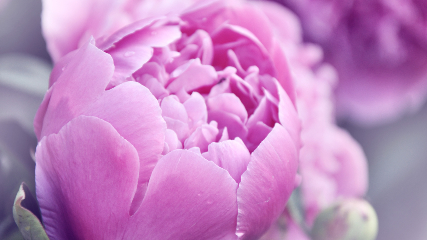 Screenshot №1 pro téma Purple Peonies 1366x768