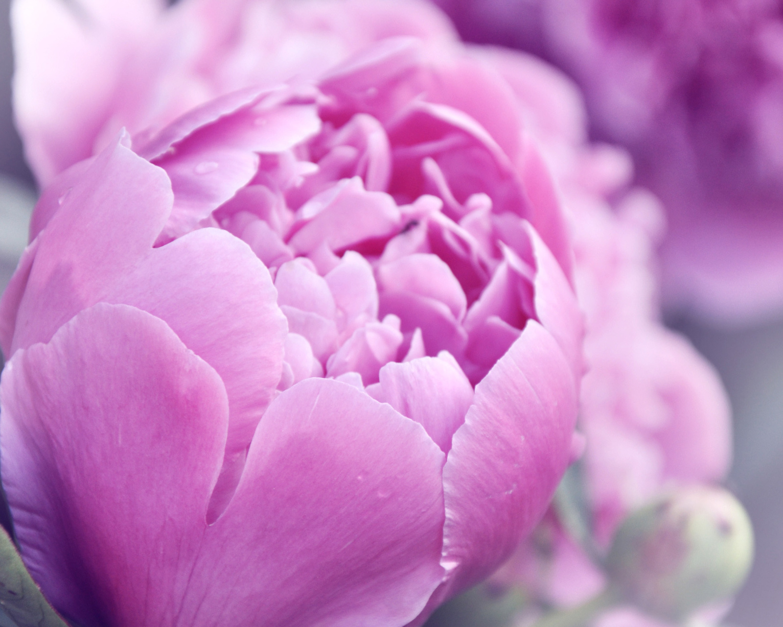 Das Purple Peonies Wallpaper 1600x1280