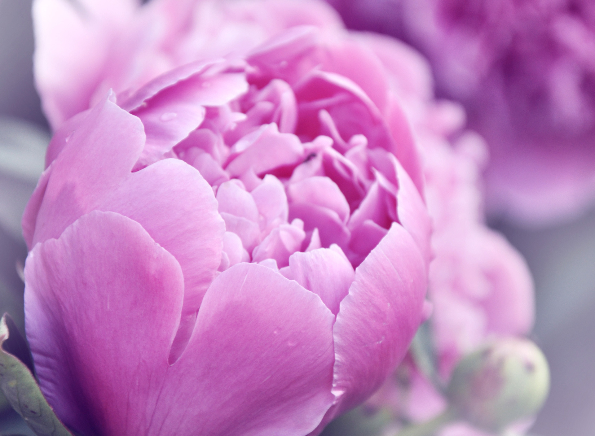 Das Purple Peonies Wallpaper 1920x1408