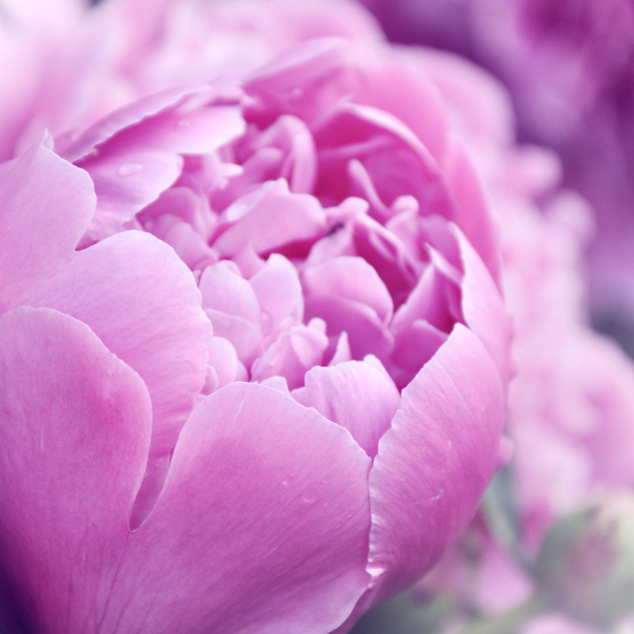 Purple Peonies wallpaper 2048x2048