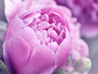 Purple Peonies screenshot #1 320x240