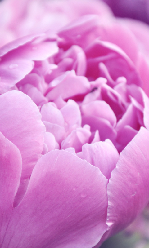 Das Purple Peonies Wallpaper 480x800