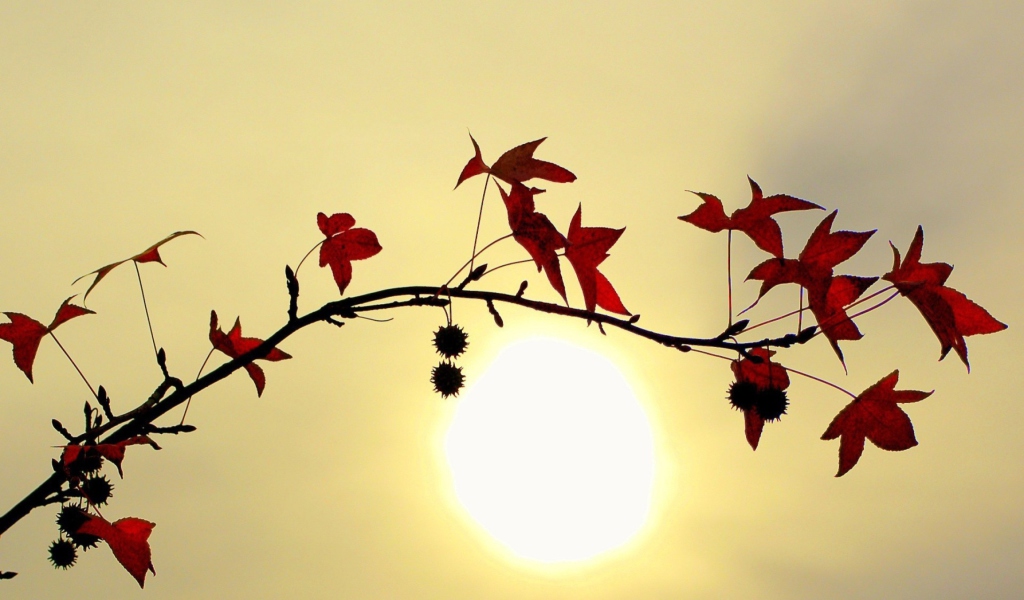 Branch With Red Leaves And Sun screenshot #1 1024x600