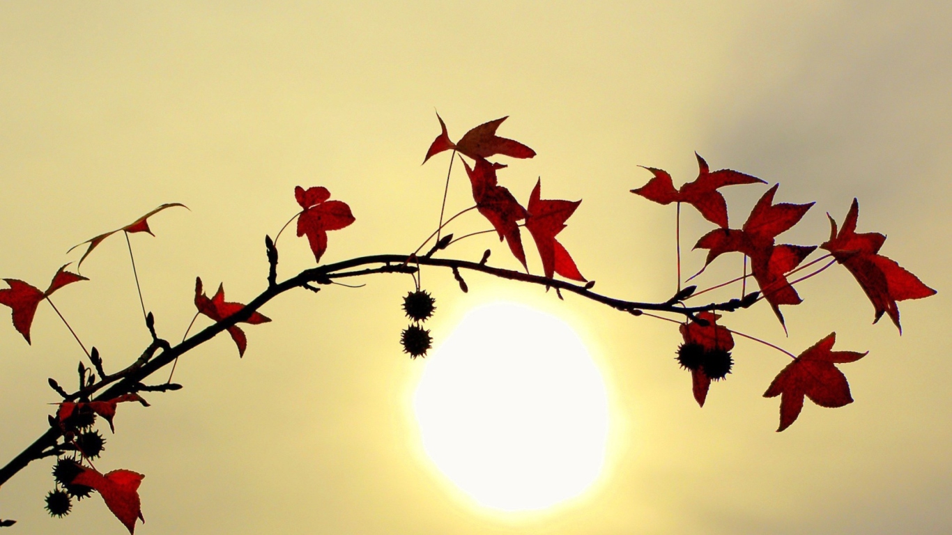 Branch With Red Leaves And Sun wallpaper 1366x768