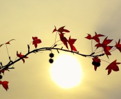 Das Branch With Red Leaves And Sun Wallpaper 176x144