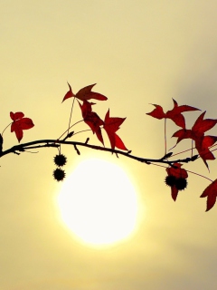 Das Branch With Red Leaves And Sun Wallpaper 240x320