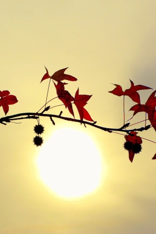 Fondo de pantalla Branch With Red Leaves And Sun 320x480