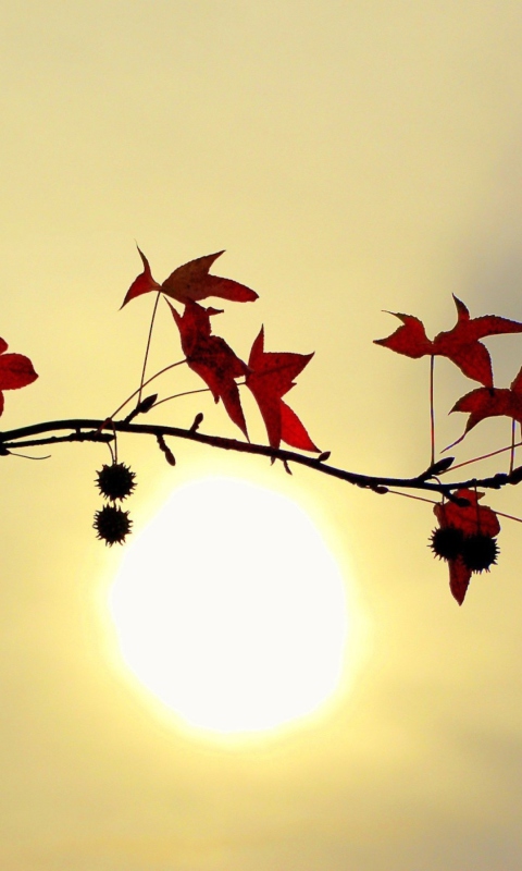 Обои Branch With Red Leaves And Sun 480x800