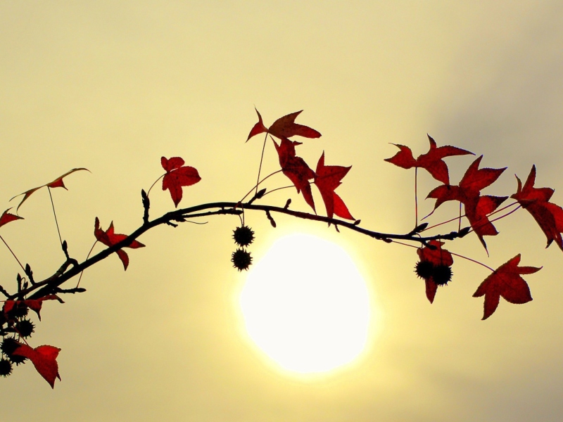 Das Branch With Red Leaves And Sun Wallpaper 800x600