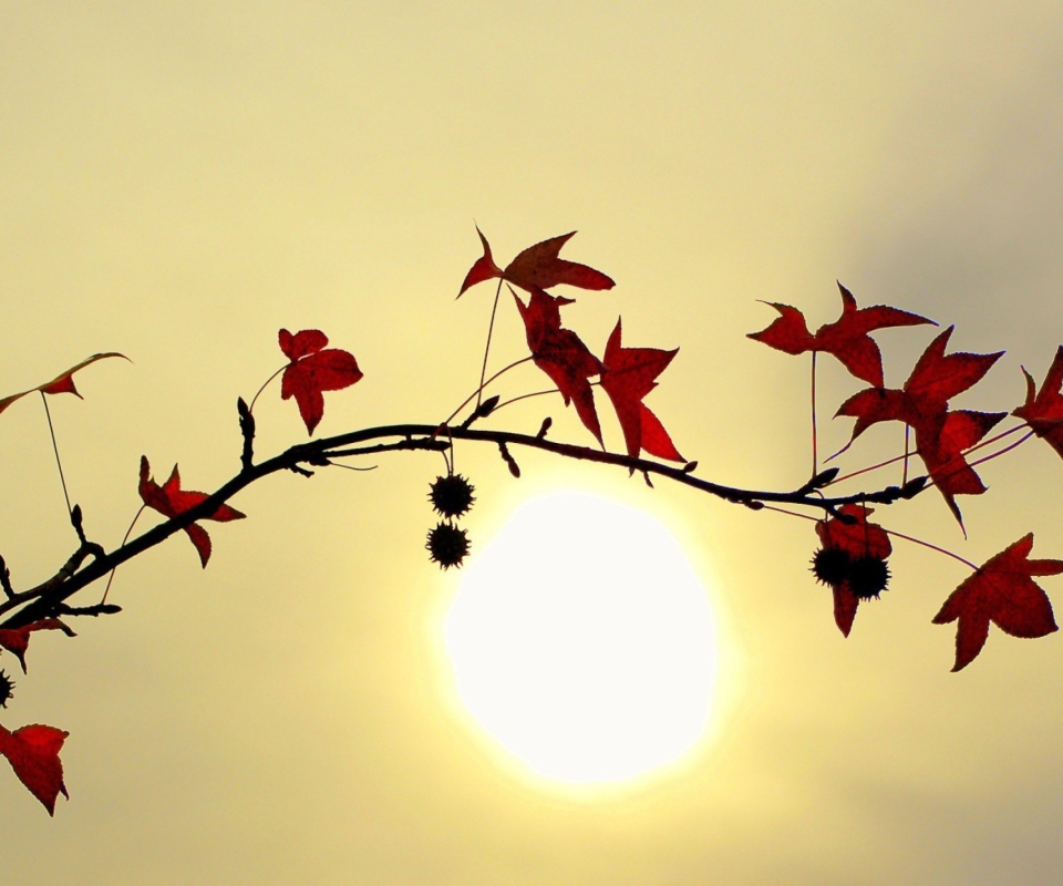 Fondo de pantalla Branch With Red Leaves And Sun 960x800