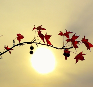 Branch With Red Leaves And Sun sfondi gratuiti per iPad mini