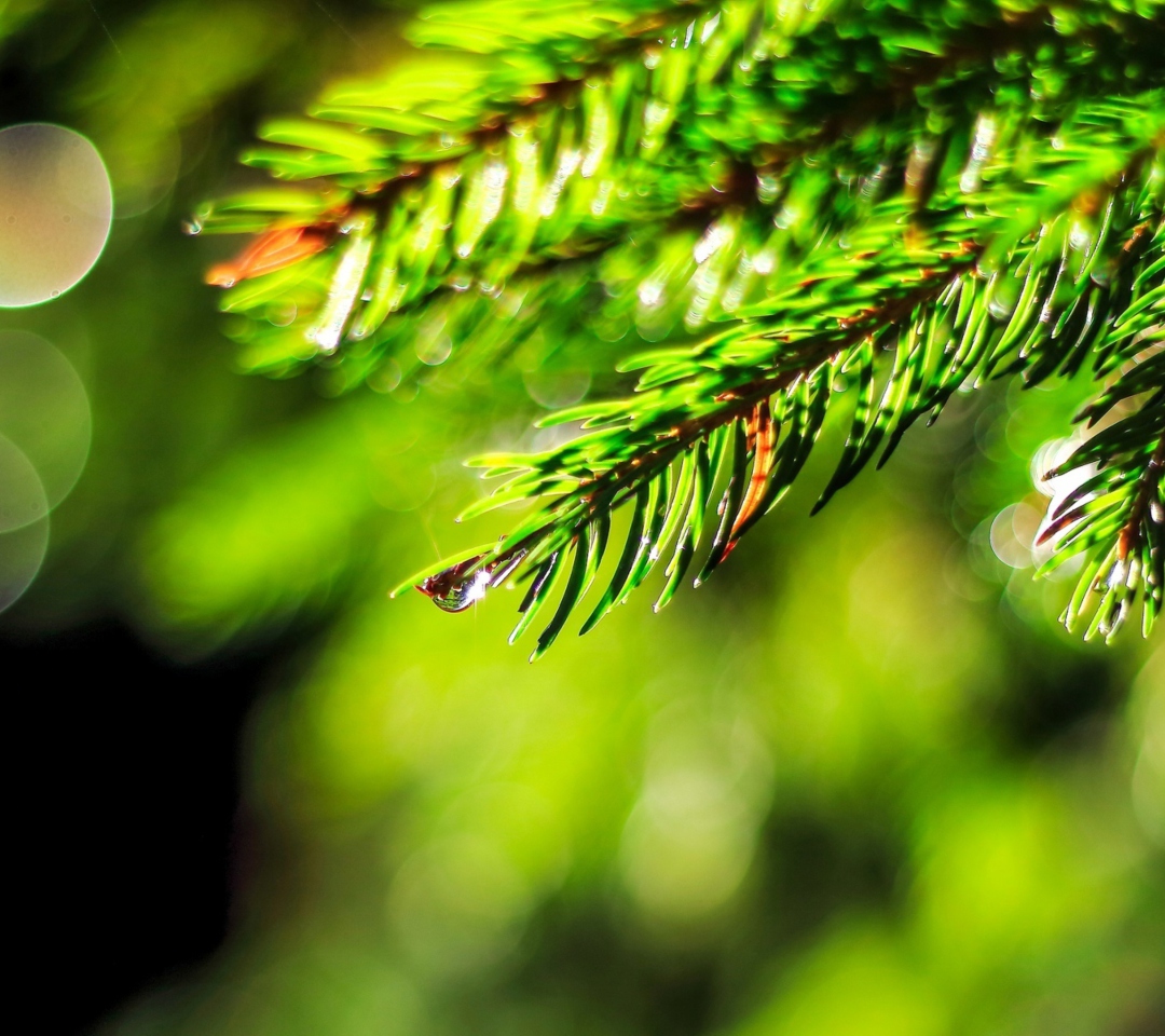 Das Close-Up Spruce Tree Branch Wallpaper 1080x960