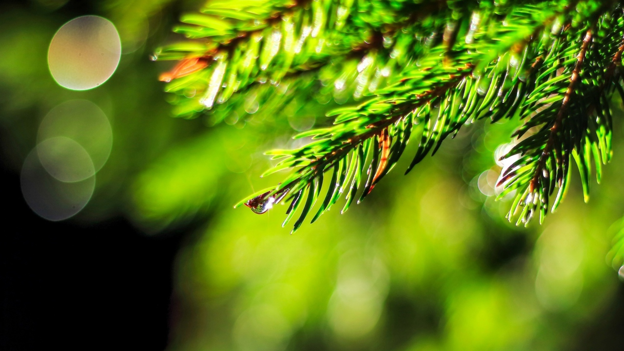 Close-Up Spruce Tree Branch wallpaper 1280x720