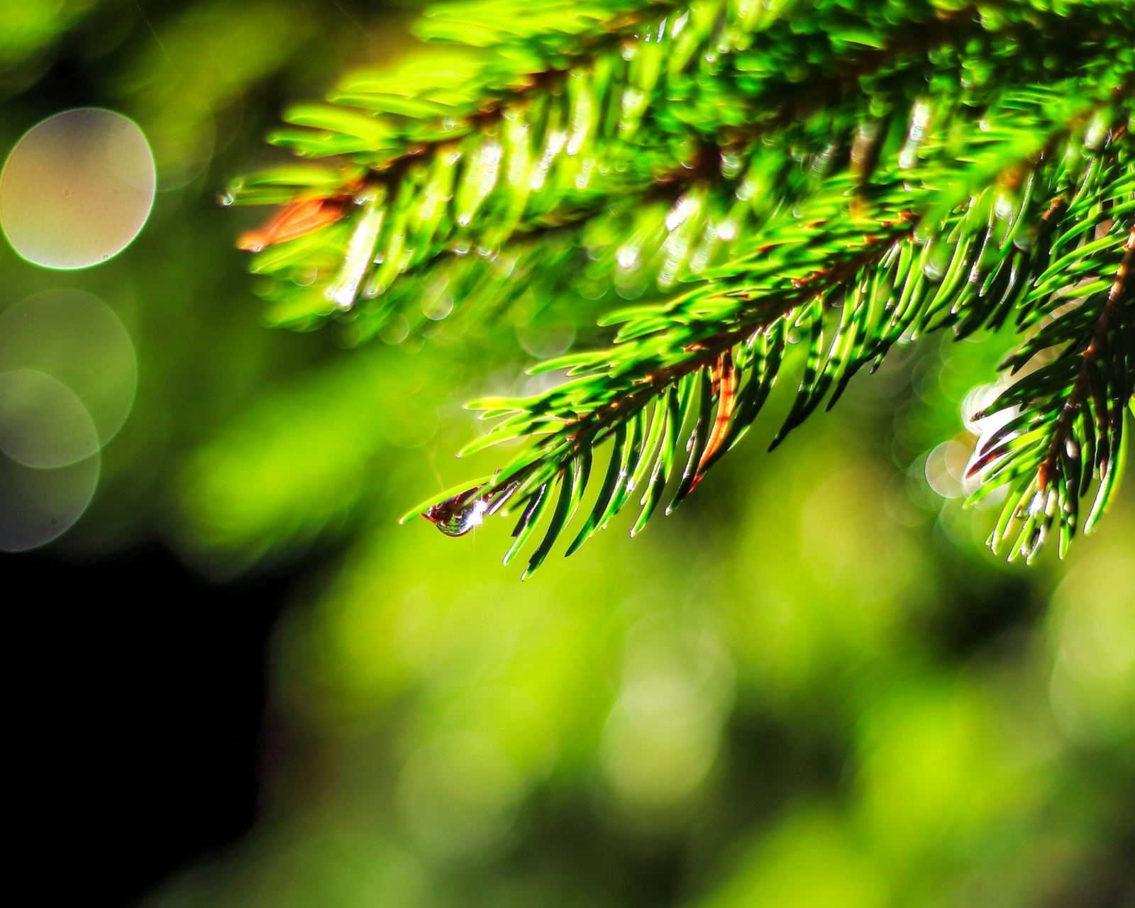 Fondo de pantalla Close-Up Spruce Tree Branch 1600x1280