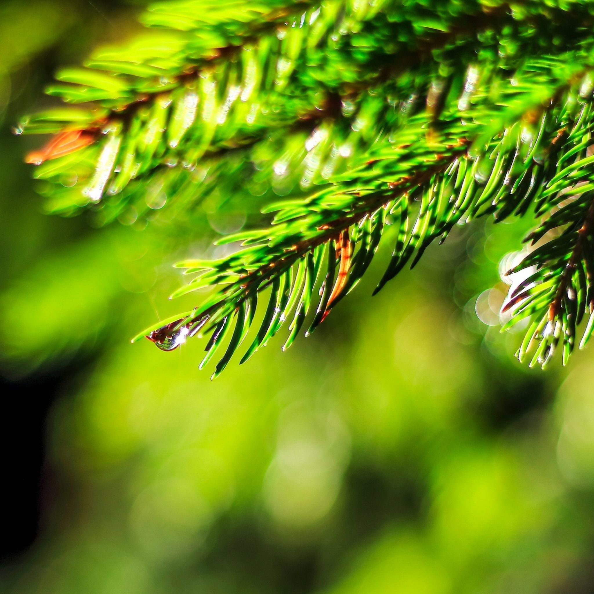 Close-Up Spruce Tree Branch wallpaper 2048x2048