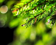 Close-Up Spruce Tree Branch wallpaper 220x176