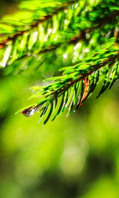 Close-Up Spruce Tree Branch wallpaper 240x400