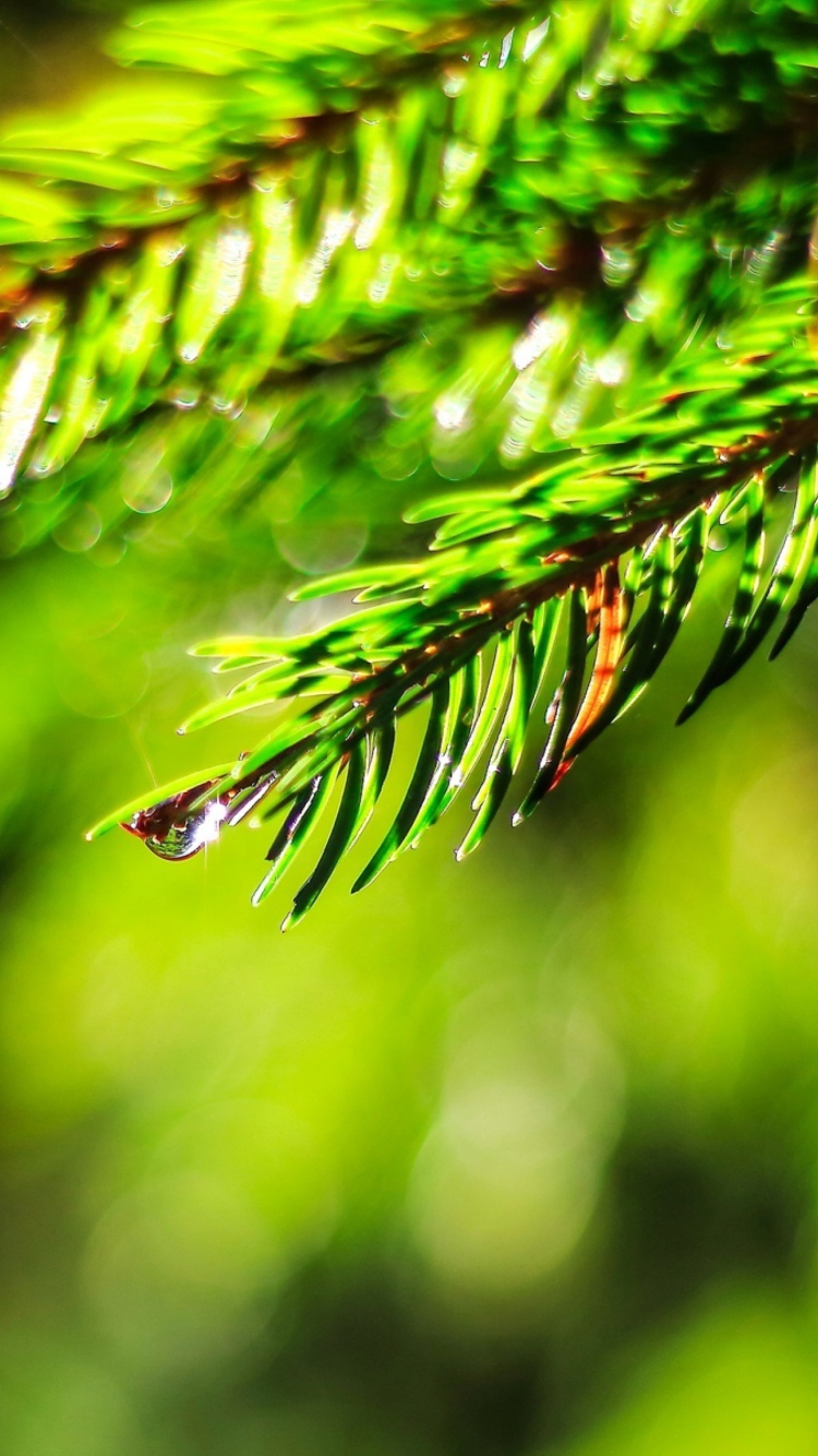 Close-Up Spruce Tree Branch wallpaper 750x1334
