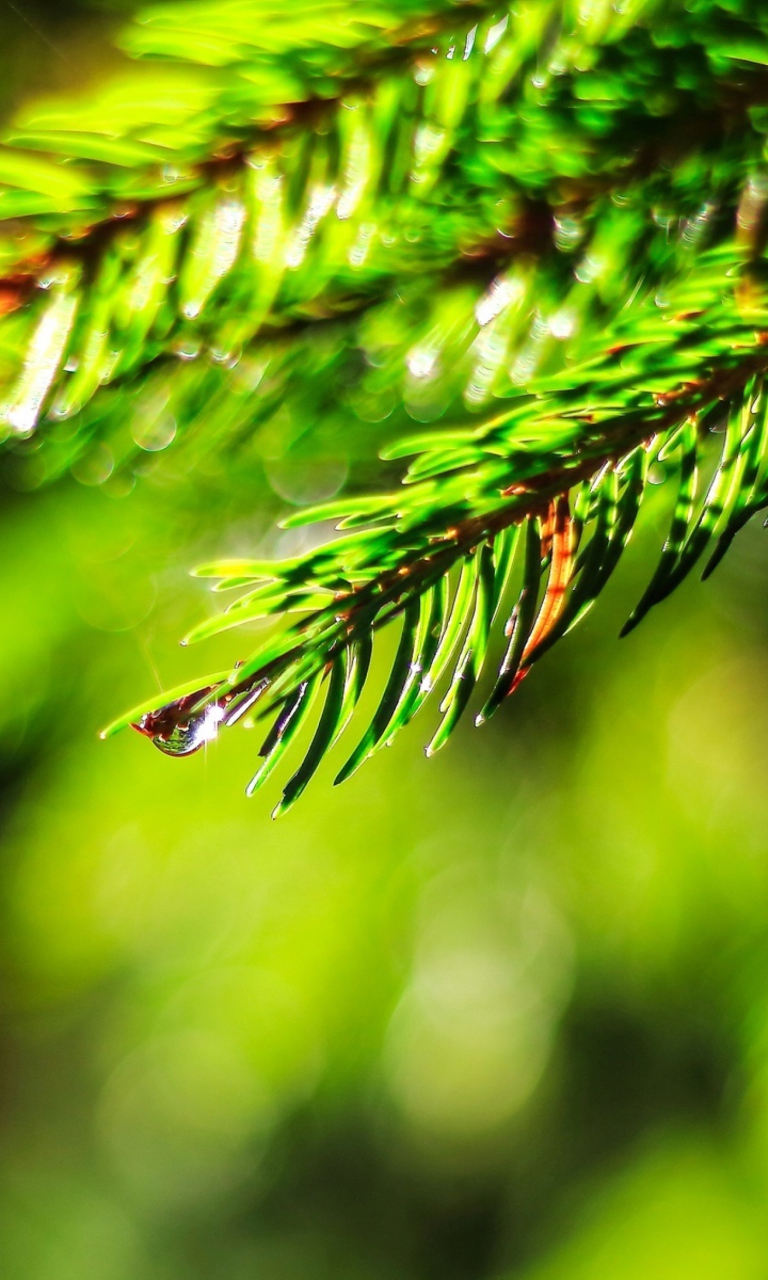 Sfondi Close-Up Spruce Tree Branch 768x1280